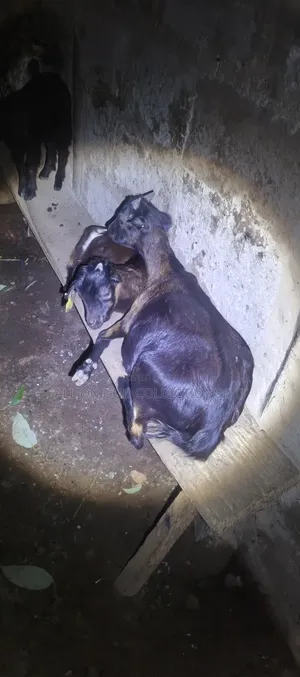 Selling a Pregnant Goat With Her Male Kid