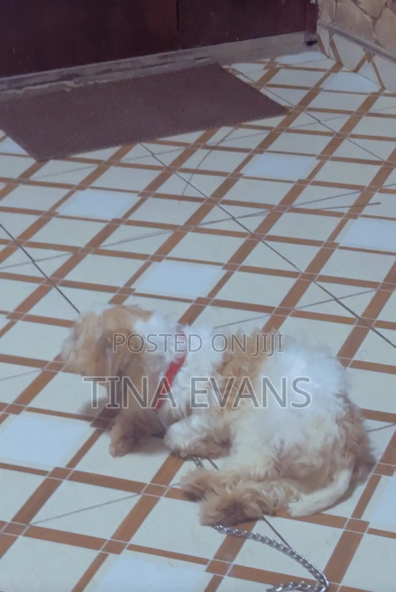 3-6 months Female Purebred Poodle