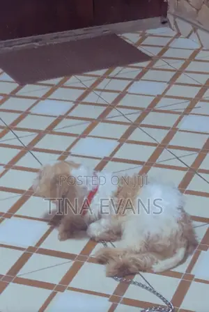 3-6 months Female Purebred Poodle
