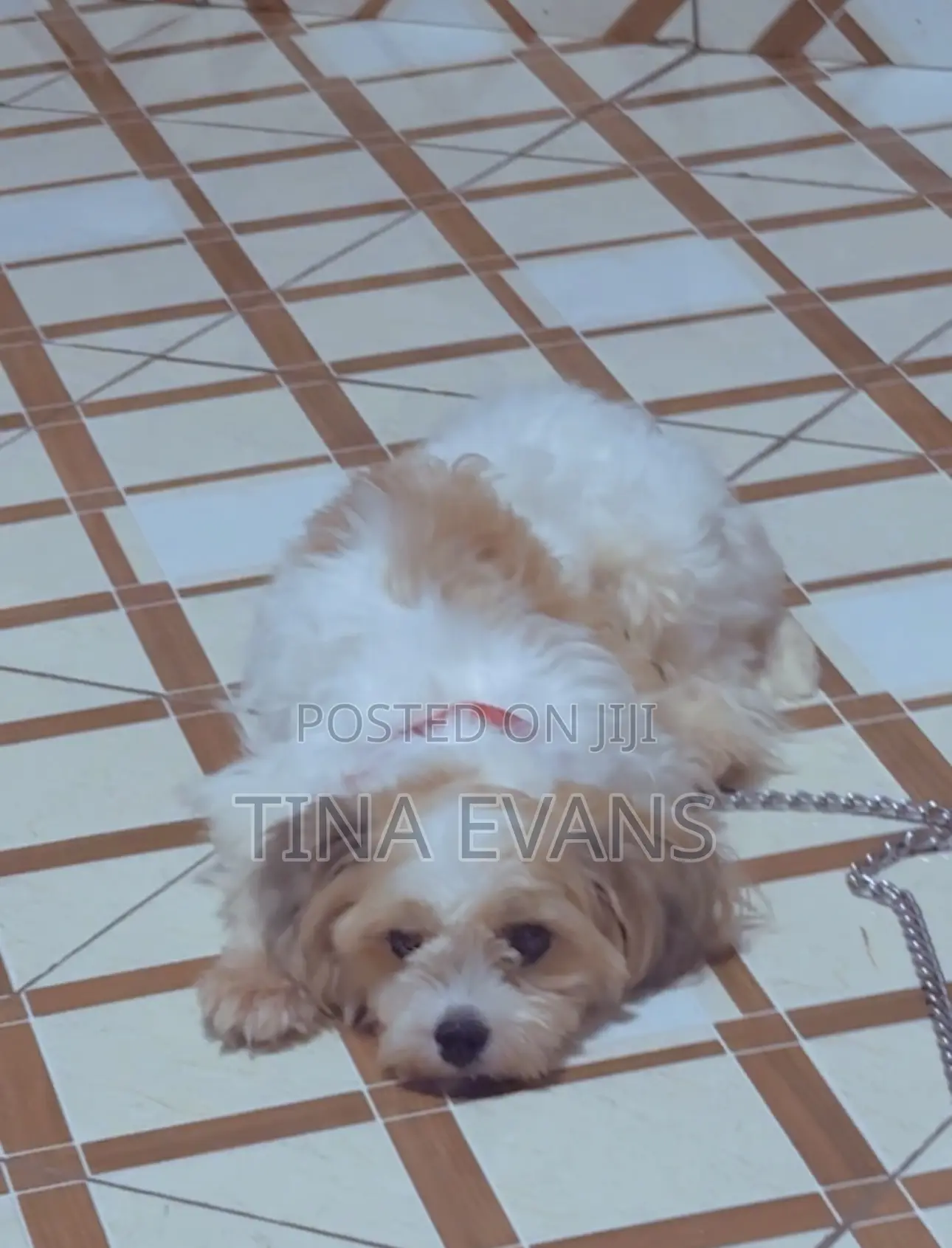 3-6 months Female Purebred Poodle