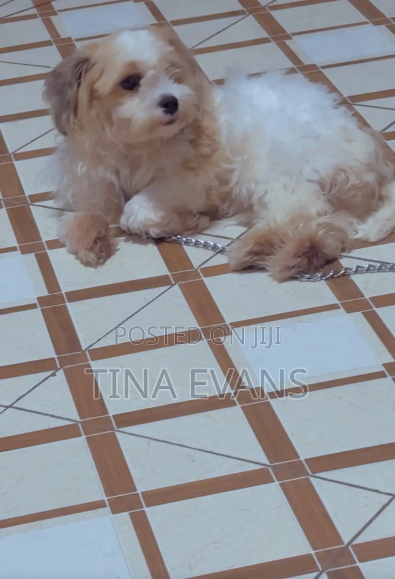 3-6 months Female Purebred Poodle