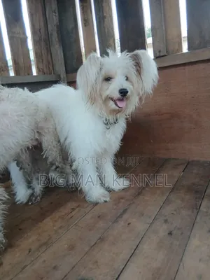1+ year Male Purebred Maltese