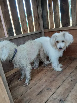 1+ year Male Purebred Maltese