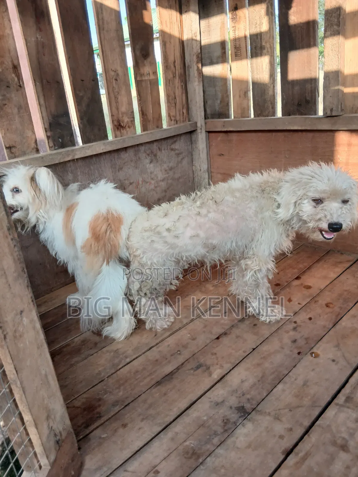 1+ year Male Purebred Maltese