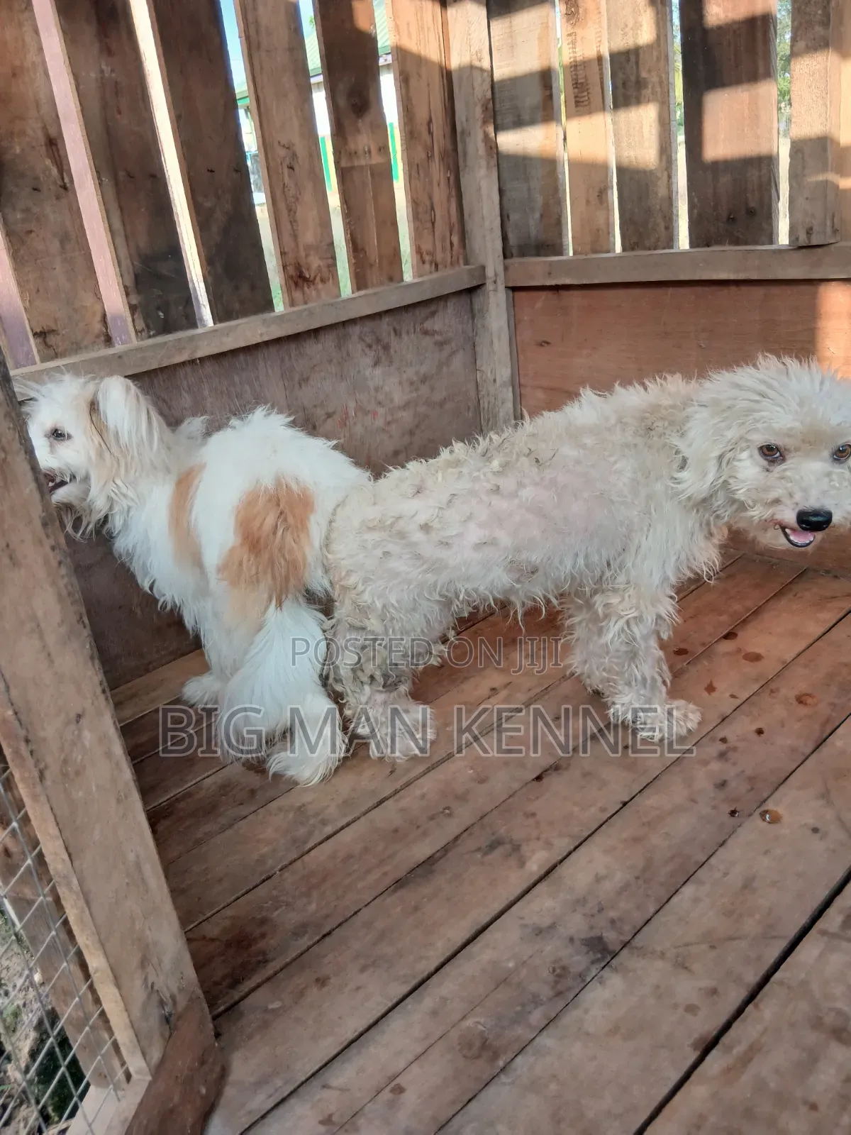 1+ year Male Purebred Maltese