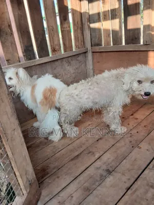 1+ year Male Purebred Maltese