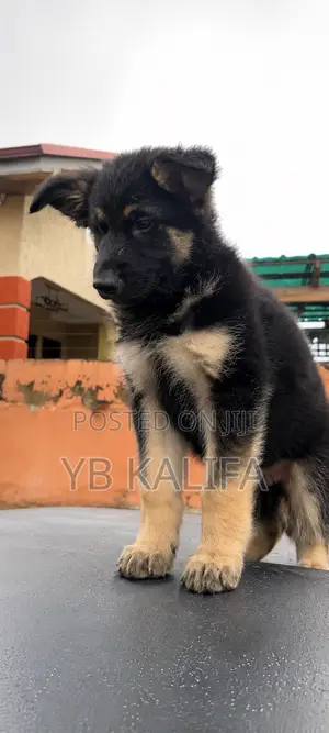 1-3 months Female Purebred German Shepherd