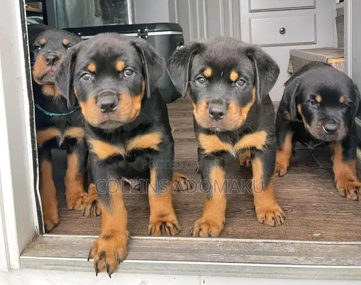 1-3 months Female Purebred Rottweiler