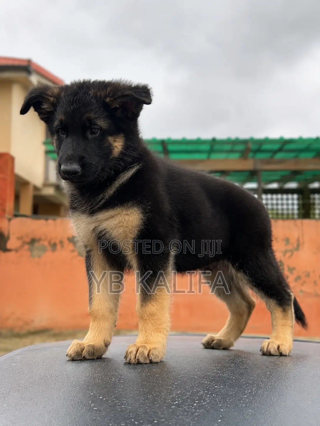 1-3 months Male Purebred German Shepherd