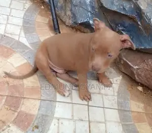 1-3 months Male Purebred American Pit Bull Terrier