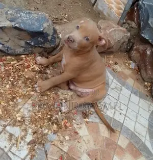 1-3 months Male Purebred American Pit Bull Terrier