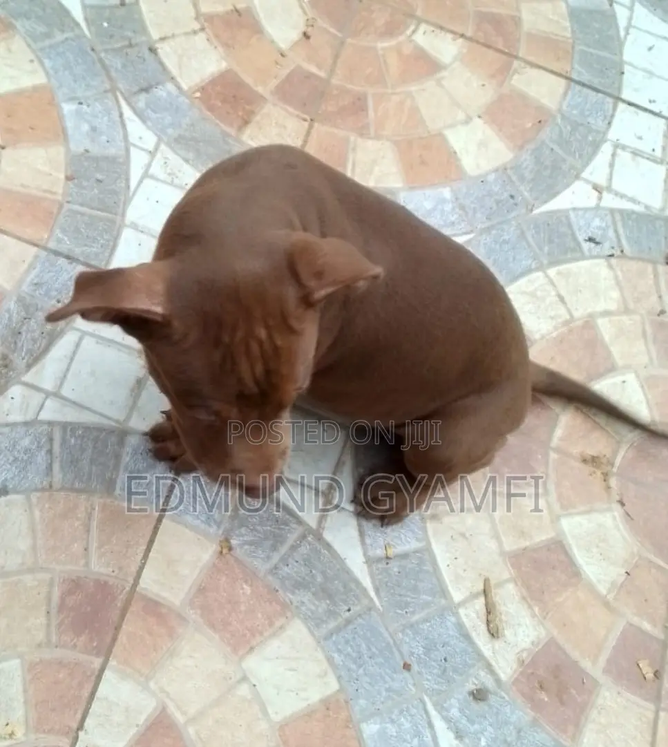 1-3 months Female Purebred American Pit Bull Terrier
