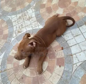 1-3 months Female Purebred American Pit Bull Terrier