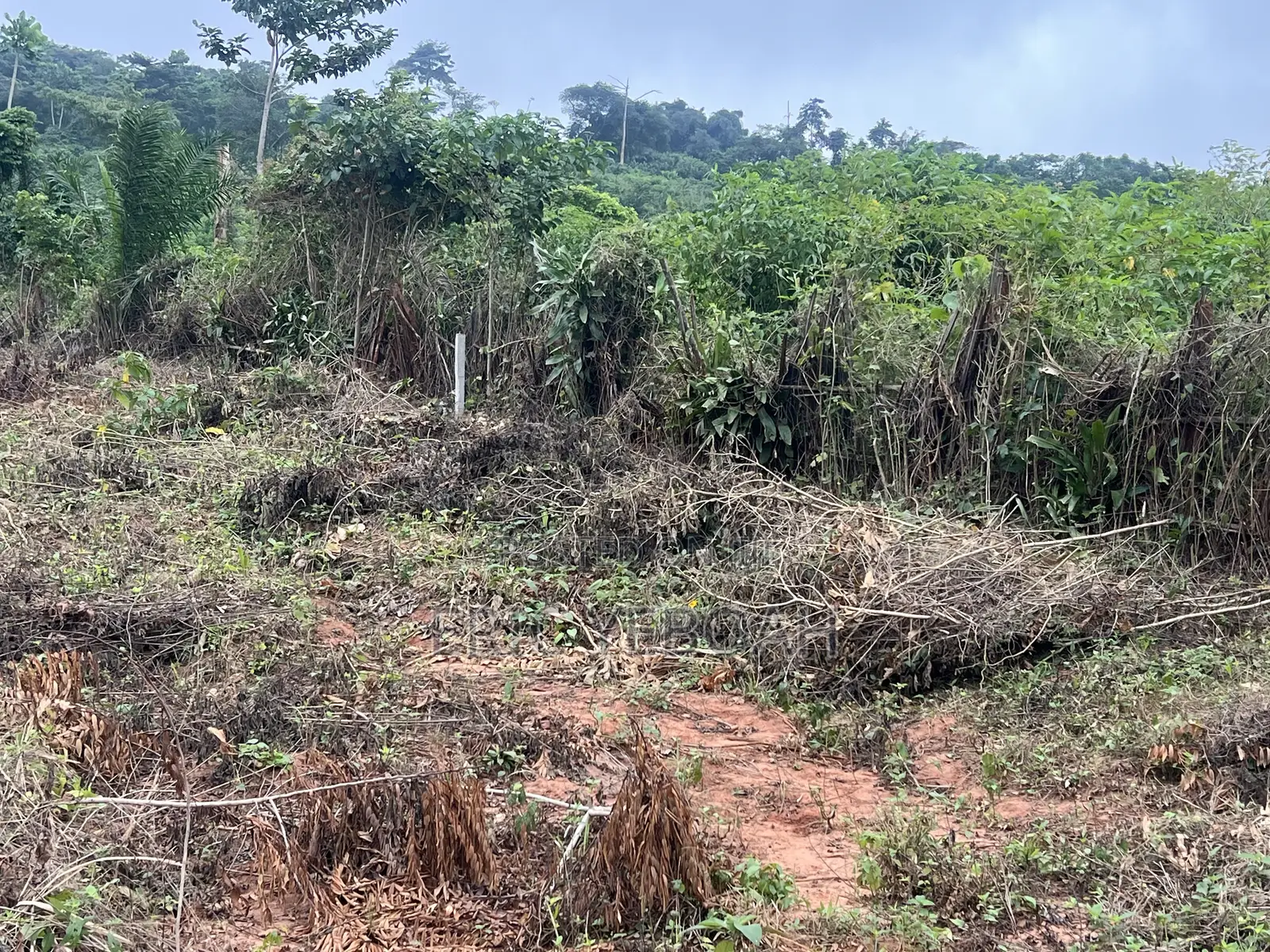 3 Acres / 15 Plot of Land for Sale at Koforidua