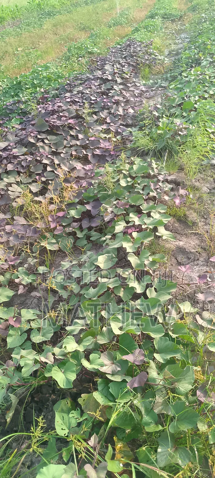 Sweet Potato Vines, All Type Available