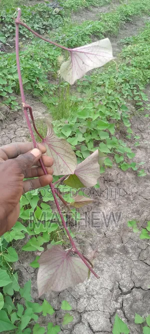Sweet Potato Vines, All Type Available