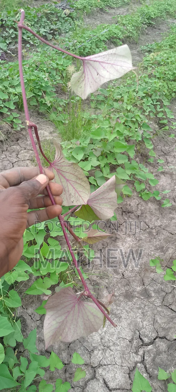Sweet Potato Vines, All Type Available