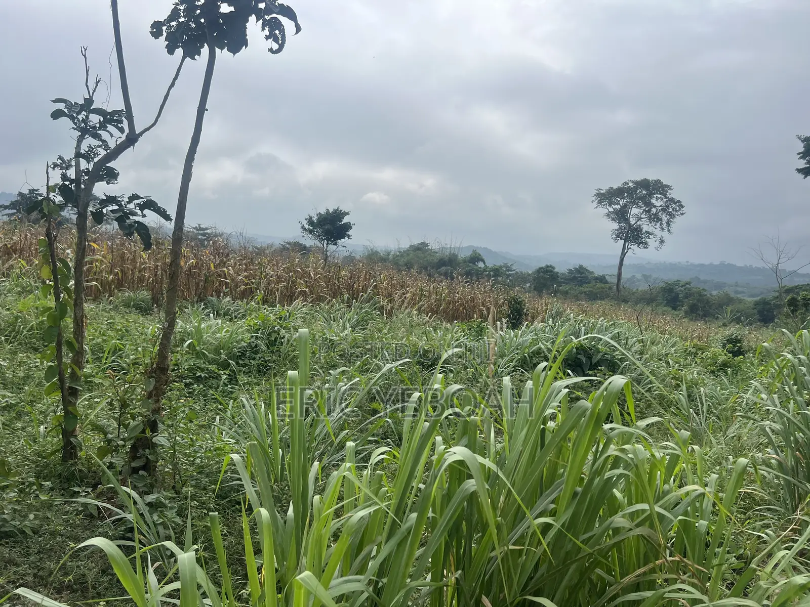 4 Acres of Land /20 Plots of Land at Koforidua