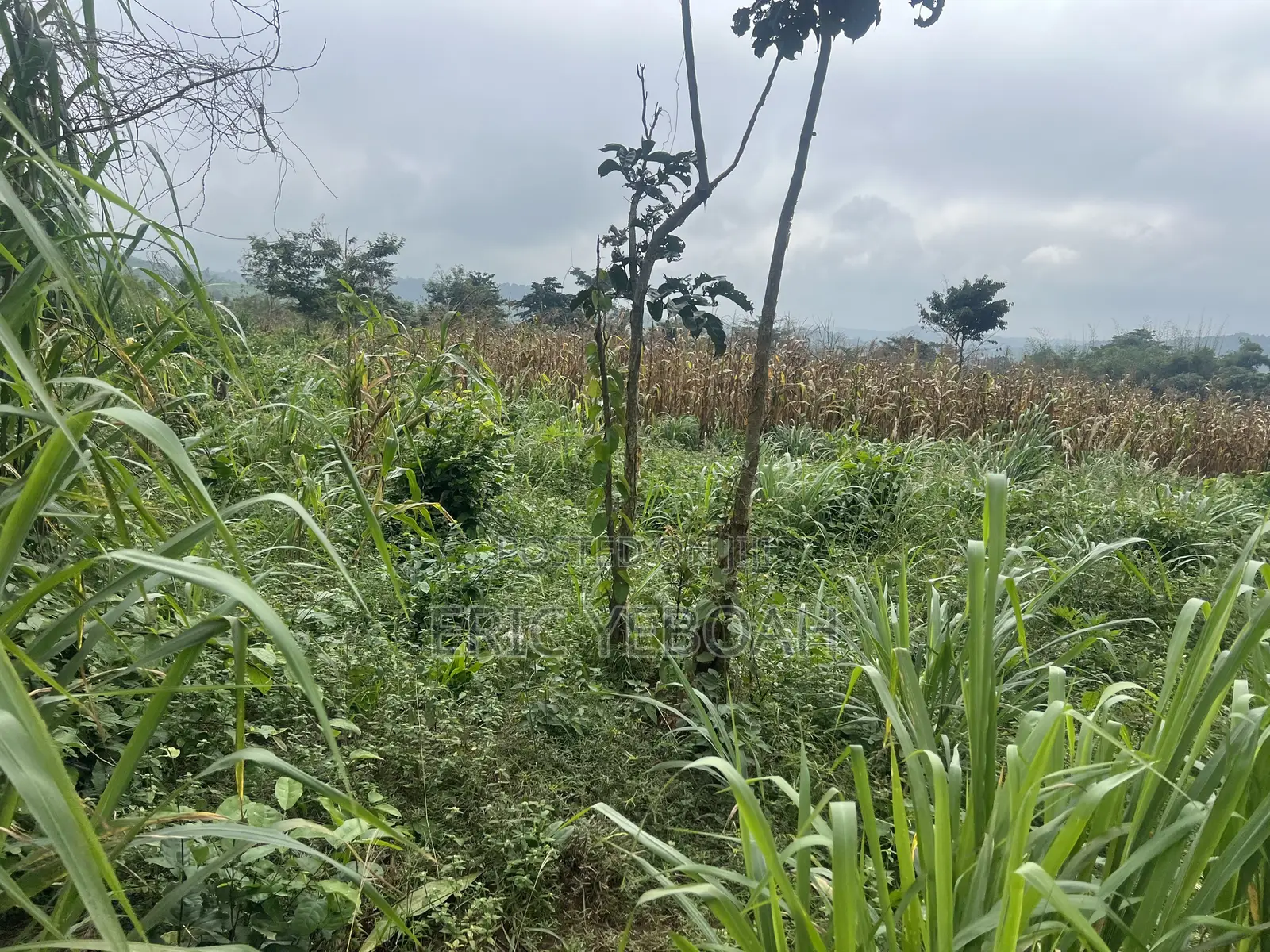 4 Acres of Land /20 Plots of Land at Koforidua