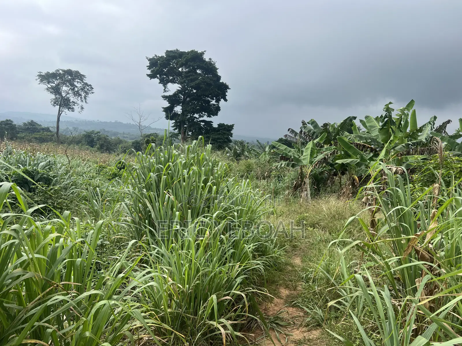4 Acres of Land /20 Plots of Land at Koforidua