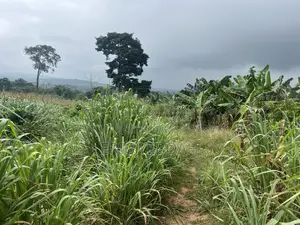 4 Acres of Land /20 Plots of Land at Koforidua