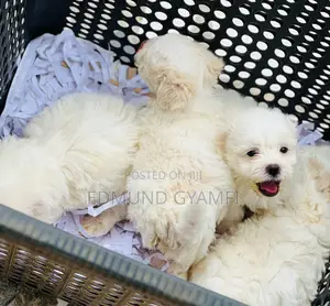 1-3 months Female Purebred Maltese