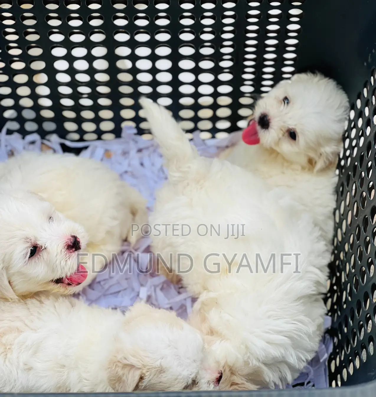 1-3 months Female Purebred Maltese