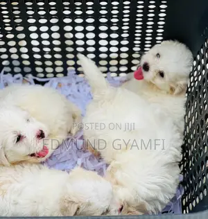 1-3 months Female Purebred Maltese