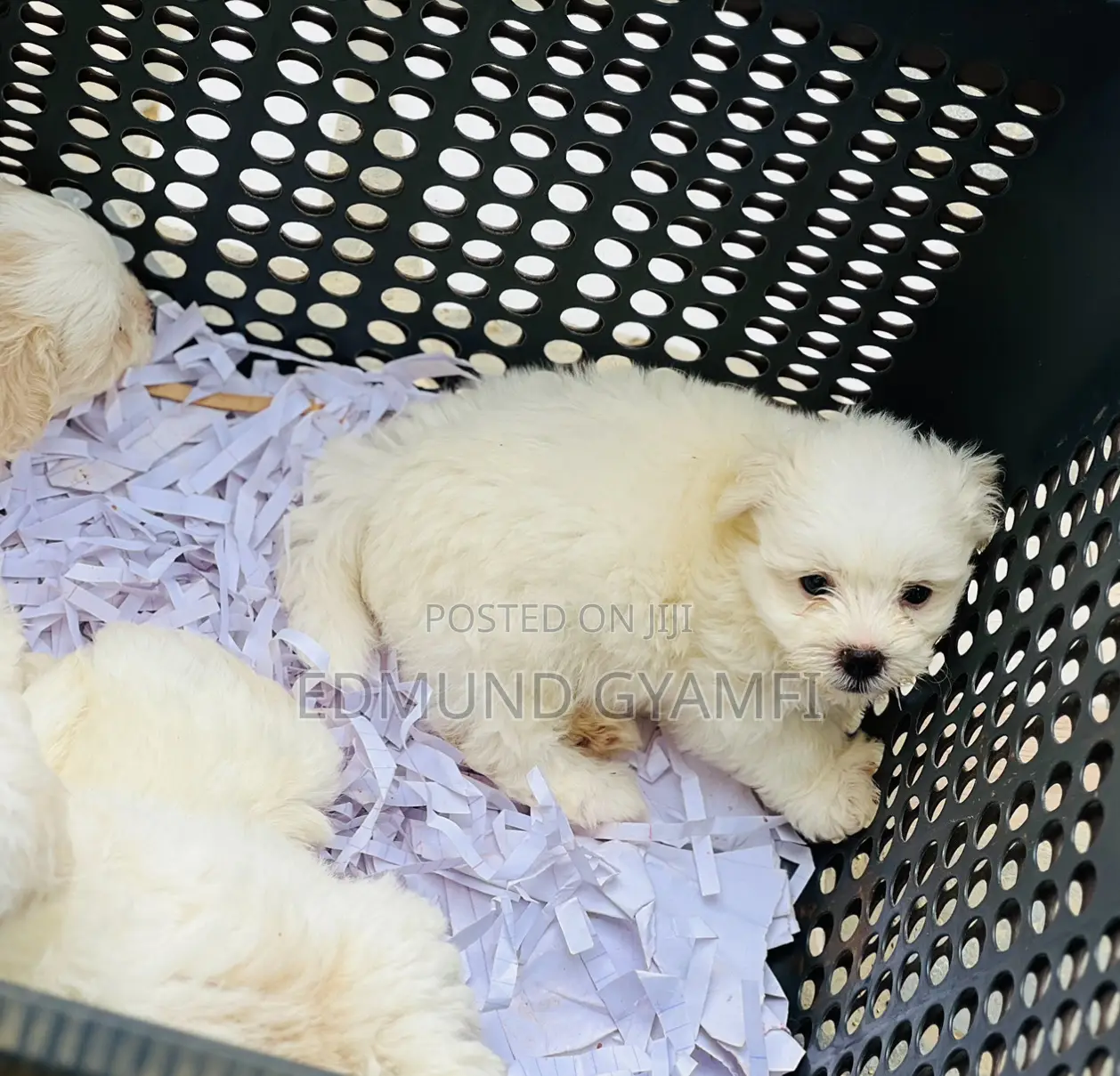 1-3 months Female Purebred Maltese