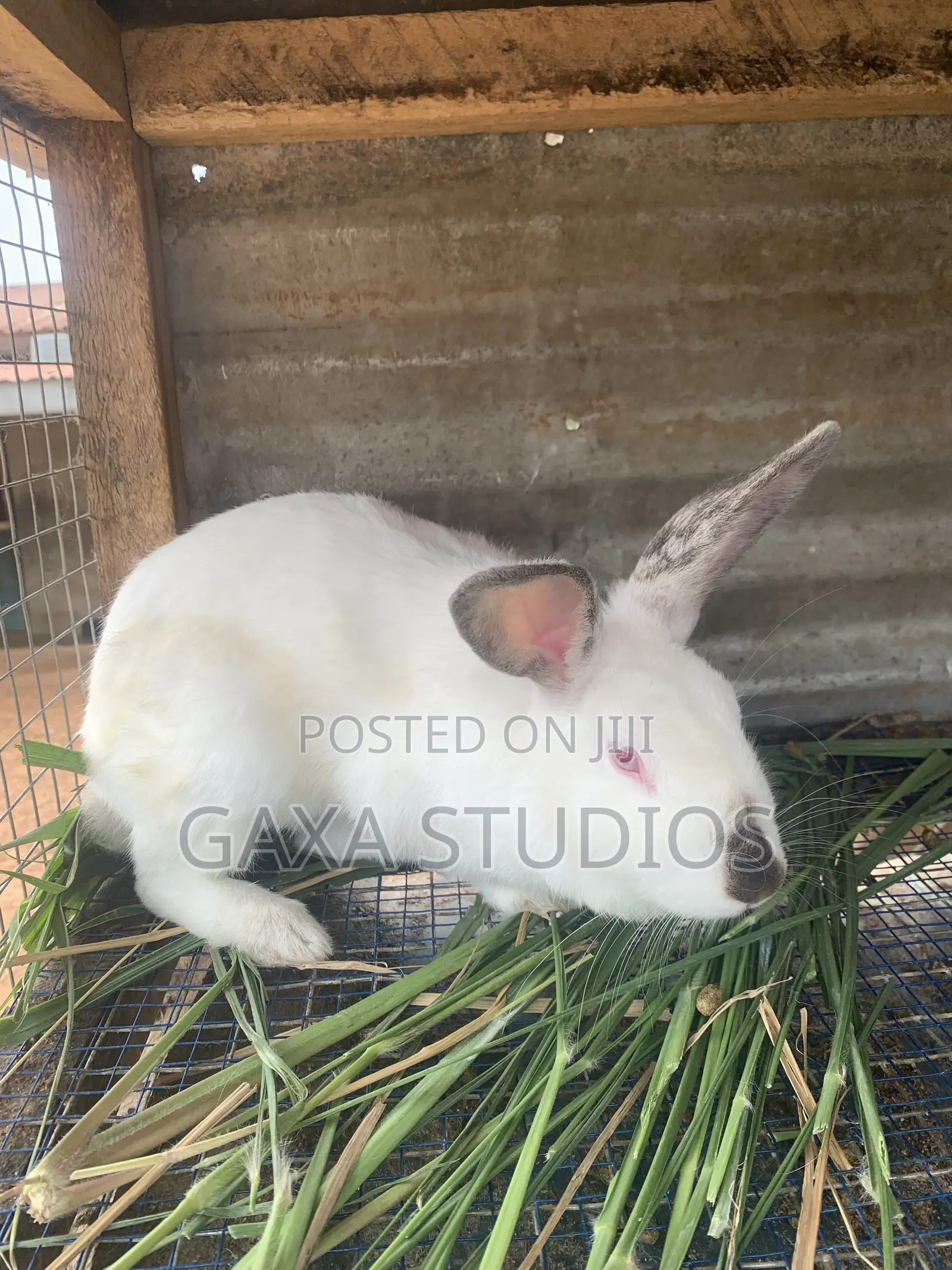 Rabbit for Sale