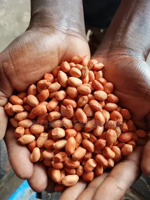 White/ Yellow Maize/Sheanut/Groundnut/Paste Available for Sale