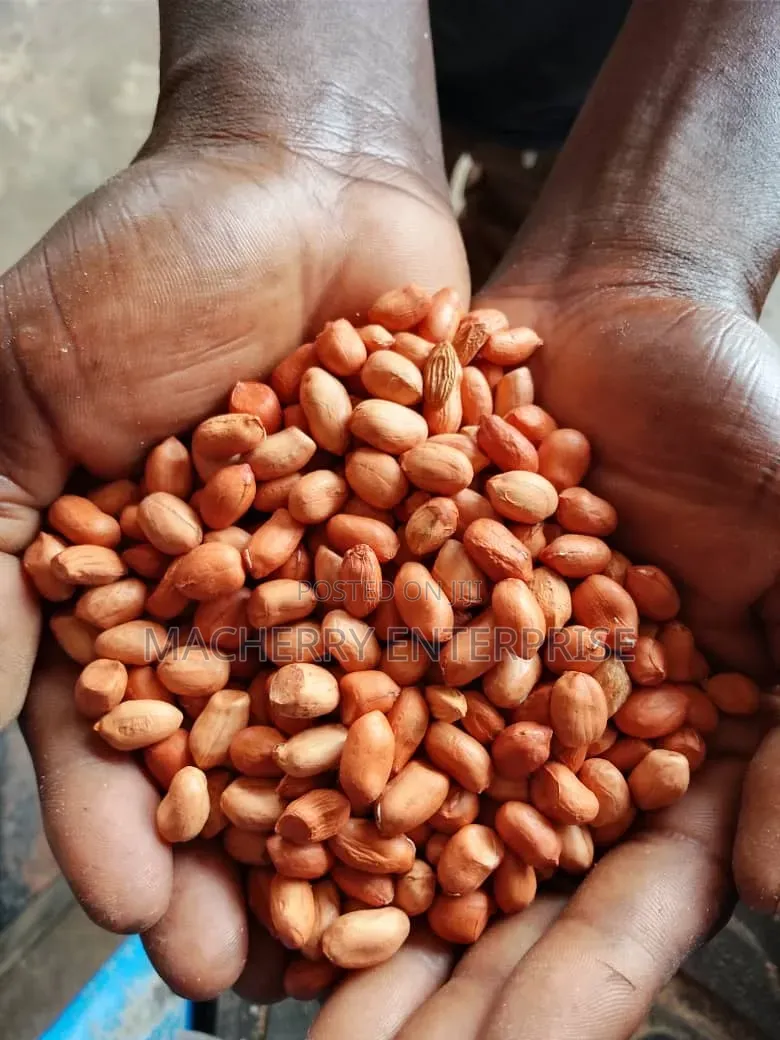 White/ Yellow Maize/Sheanut/Groundnut/Paste Available for Sale