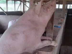 Healthy Pigs for Sale