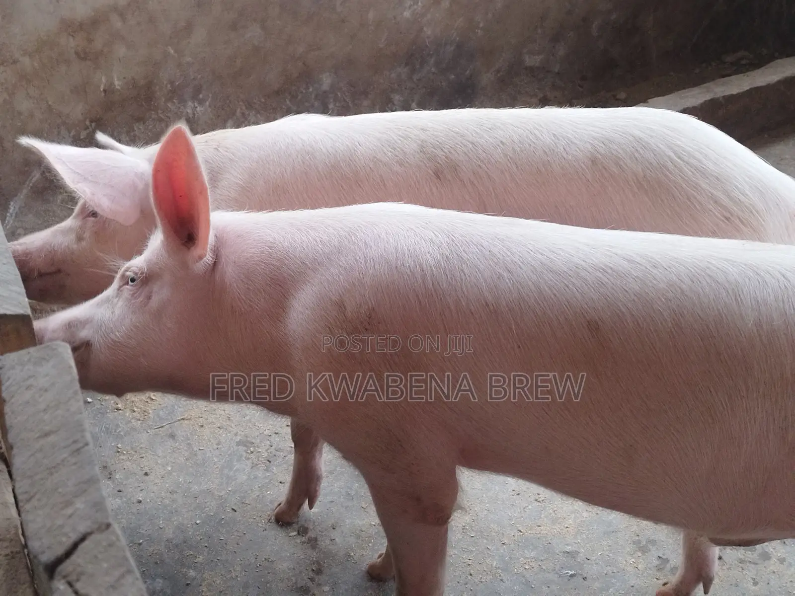 Healthy Pigs for Sale