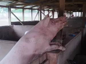 Healthy Pigs for Sale