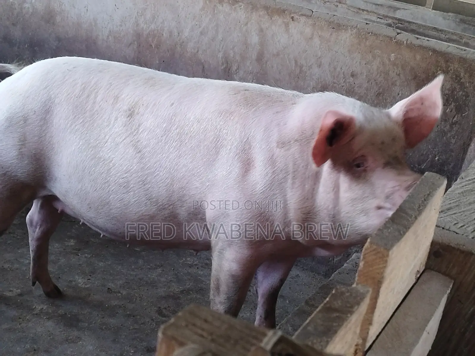 Healthy Pigs for Sale