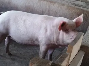Healthy Pigs for Sale