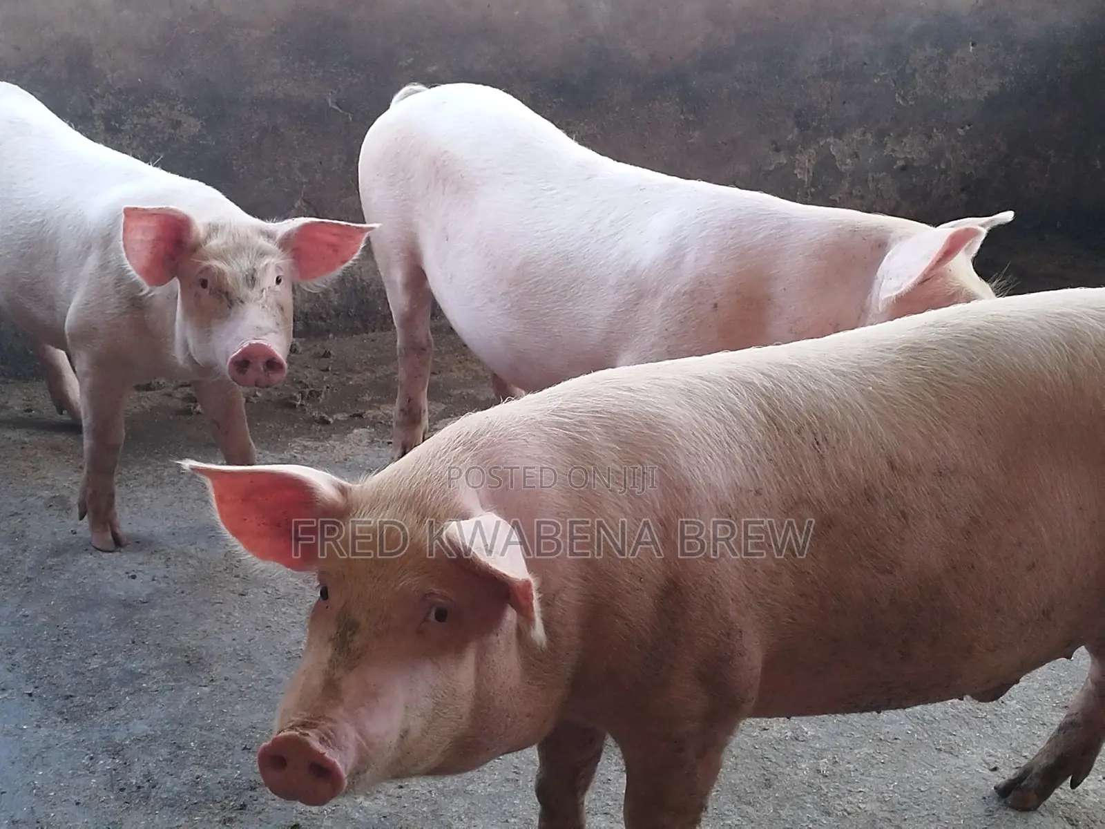 Healthy Pigs for Sale