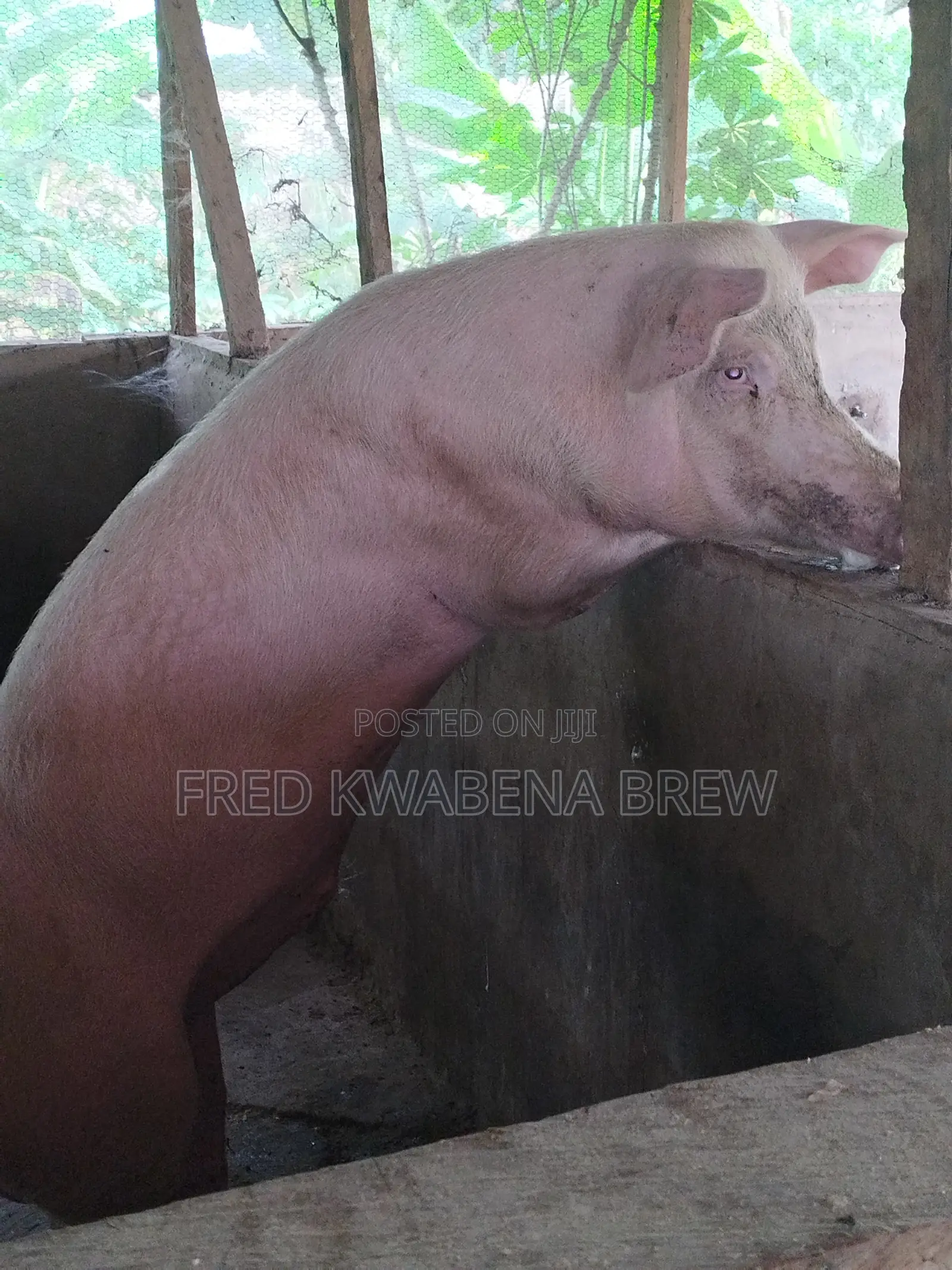 Healthy Pigs for Sale