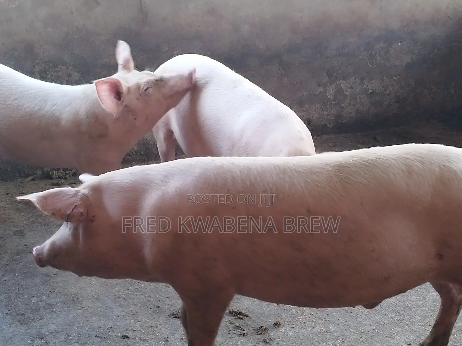 Healthy Pigs for Sale