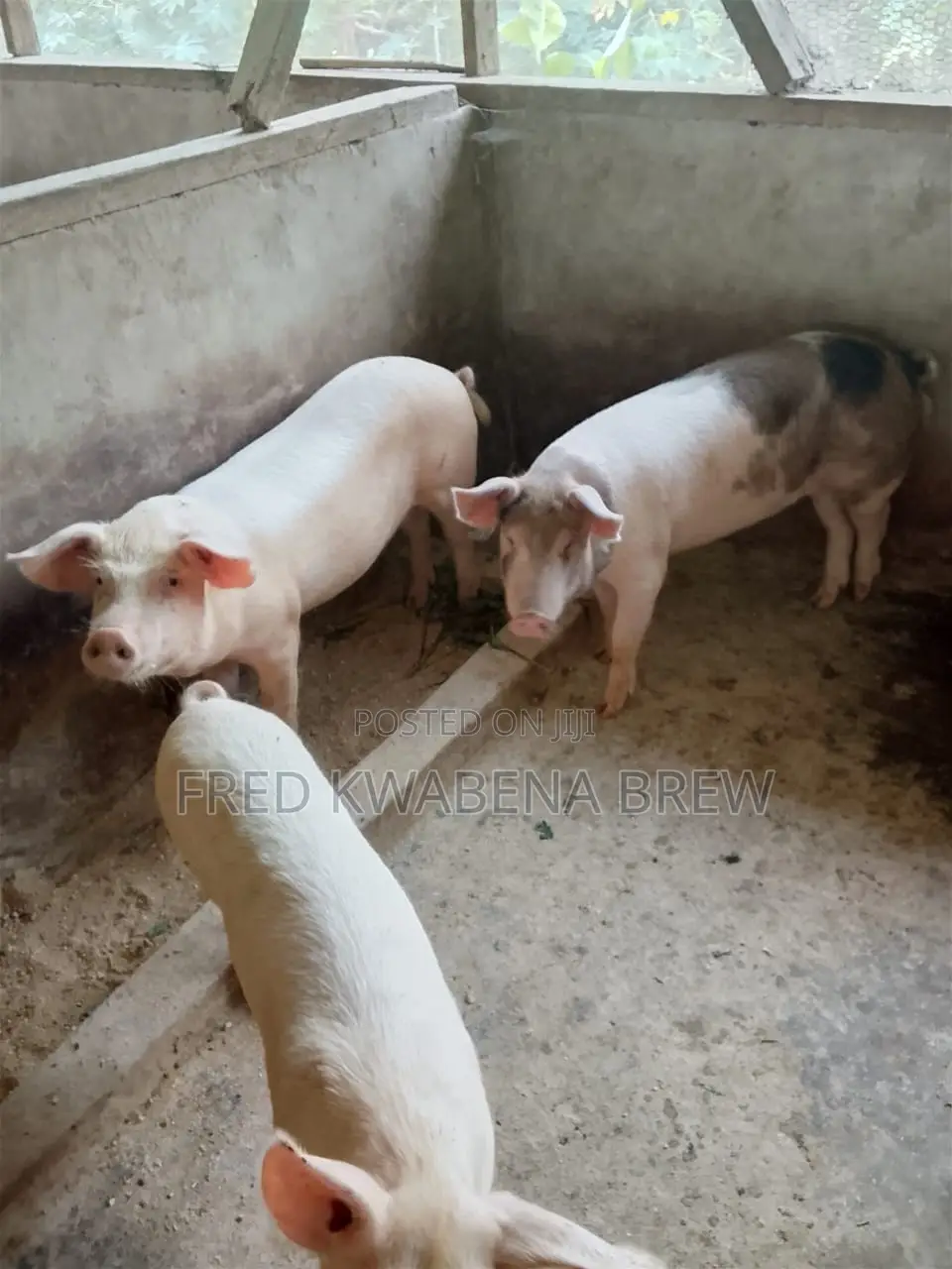 Healthy Pigs for Sale