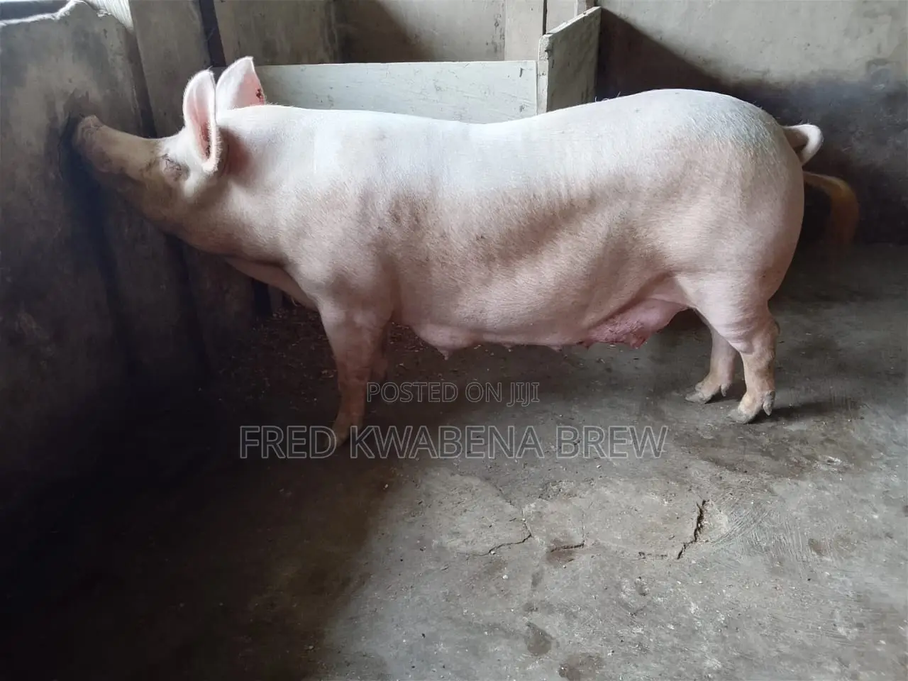 Healthy Pigs for Sale