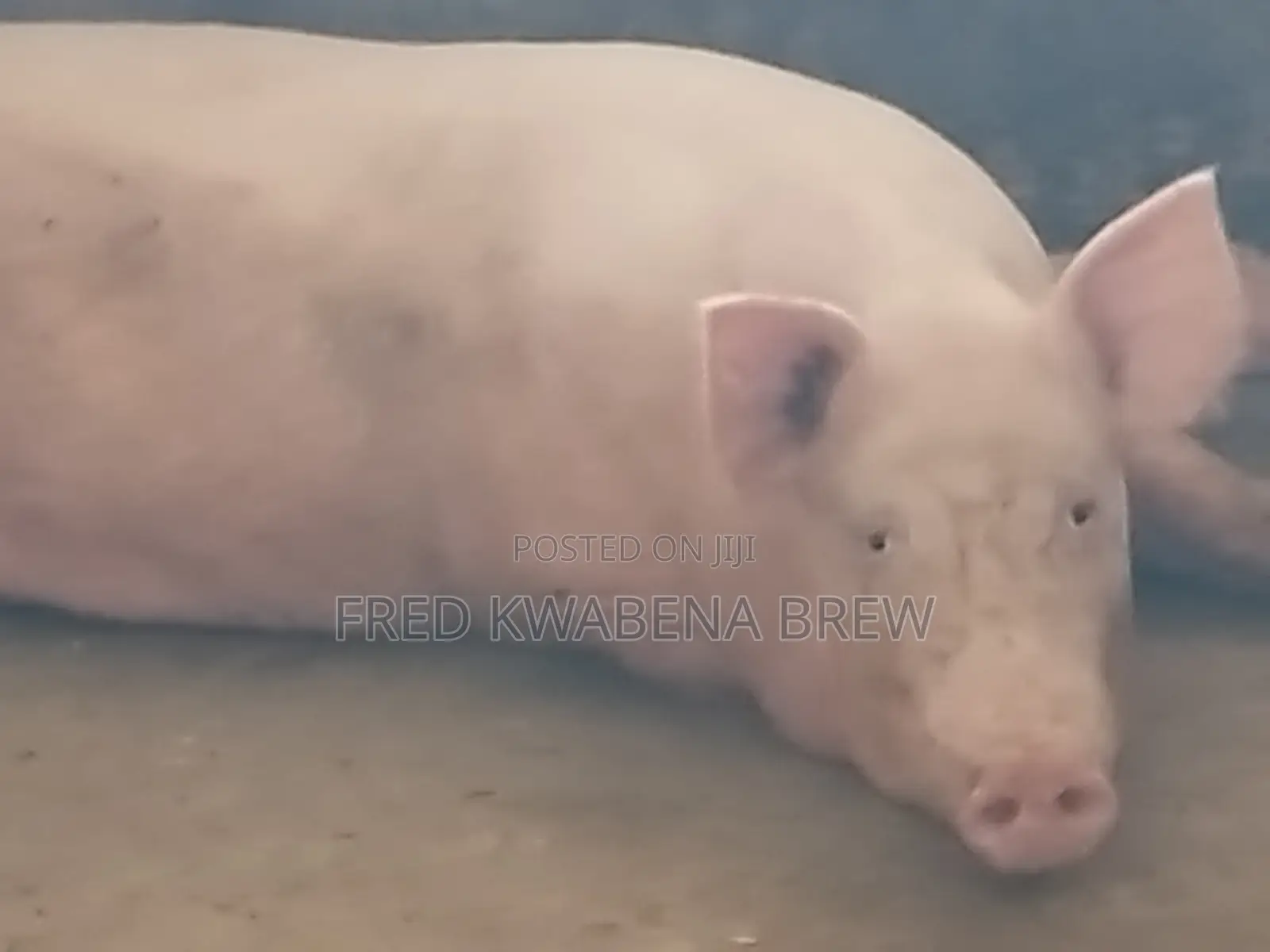 Healthy Pigs for Sale