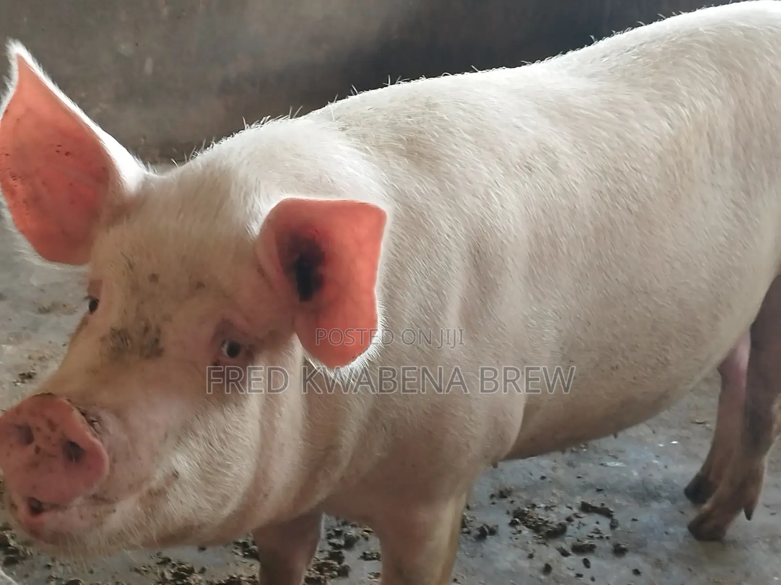 Healthy Pigs for Sale