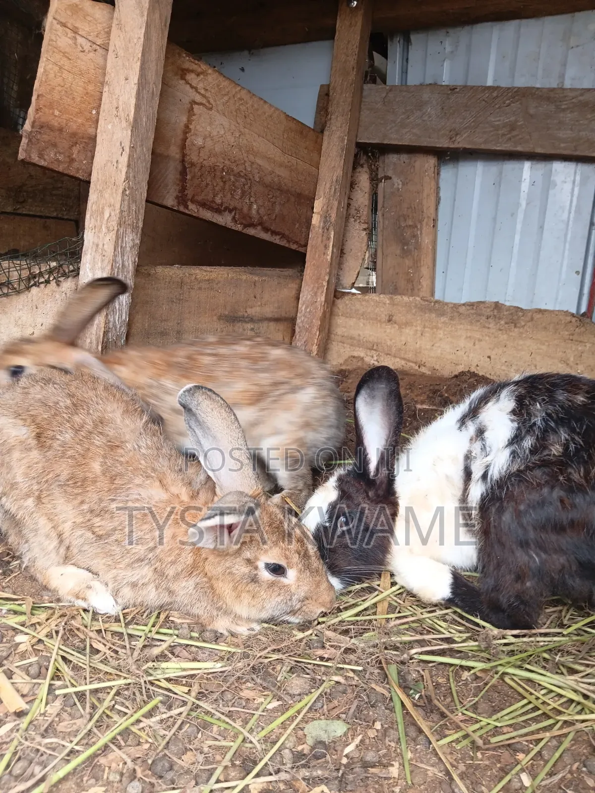 Bunny Haven