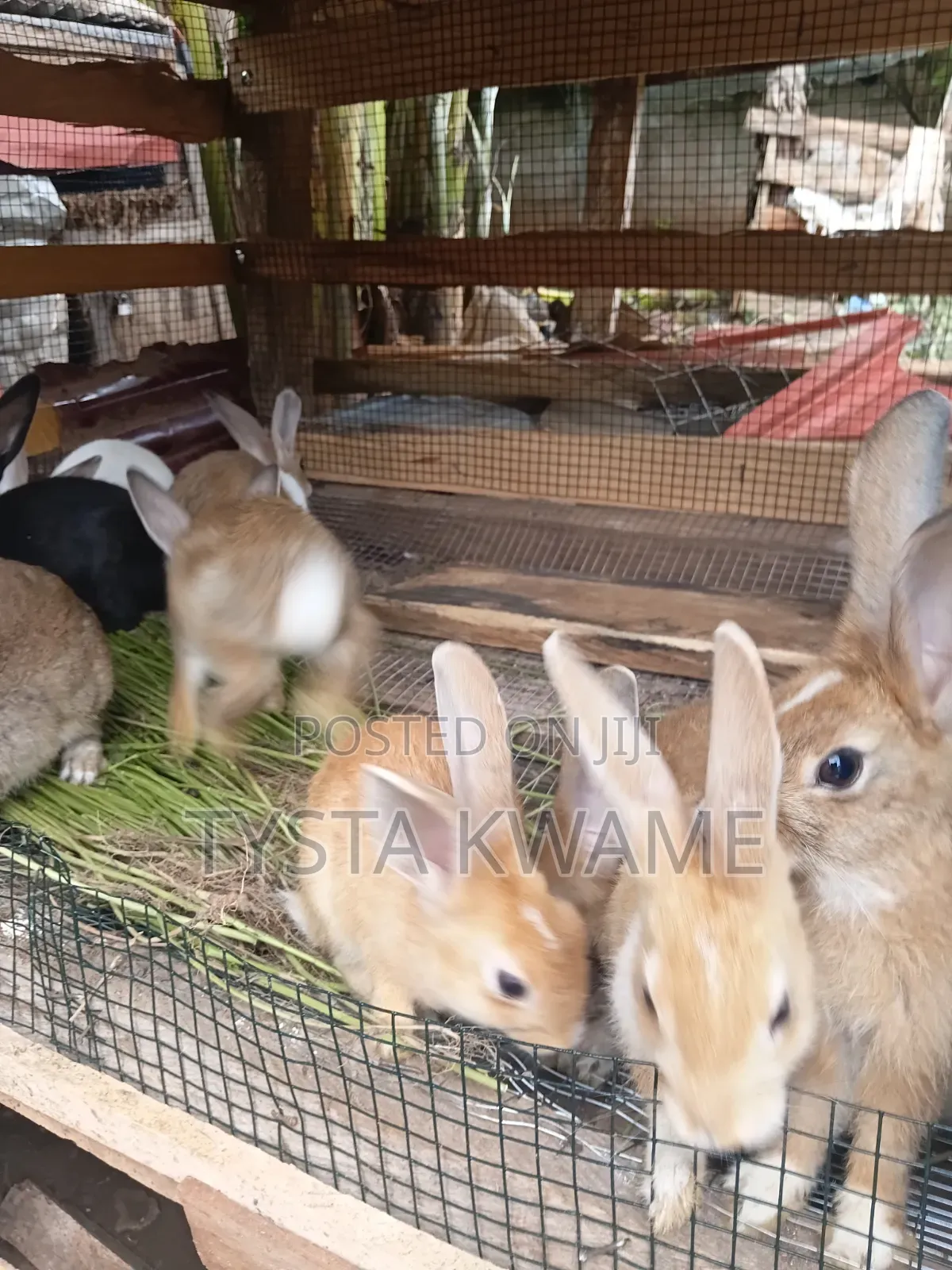 Bunny Haven