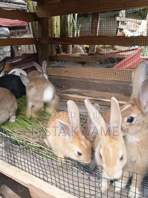 Bunny Haven