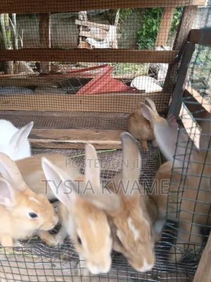 Bunny Haven