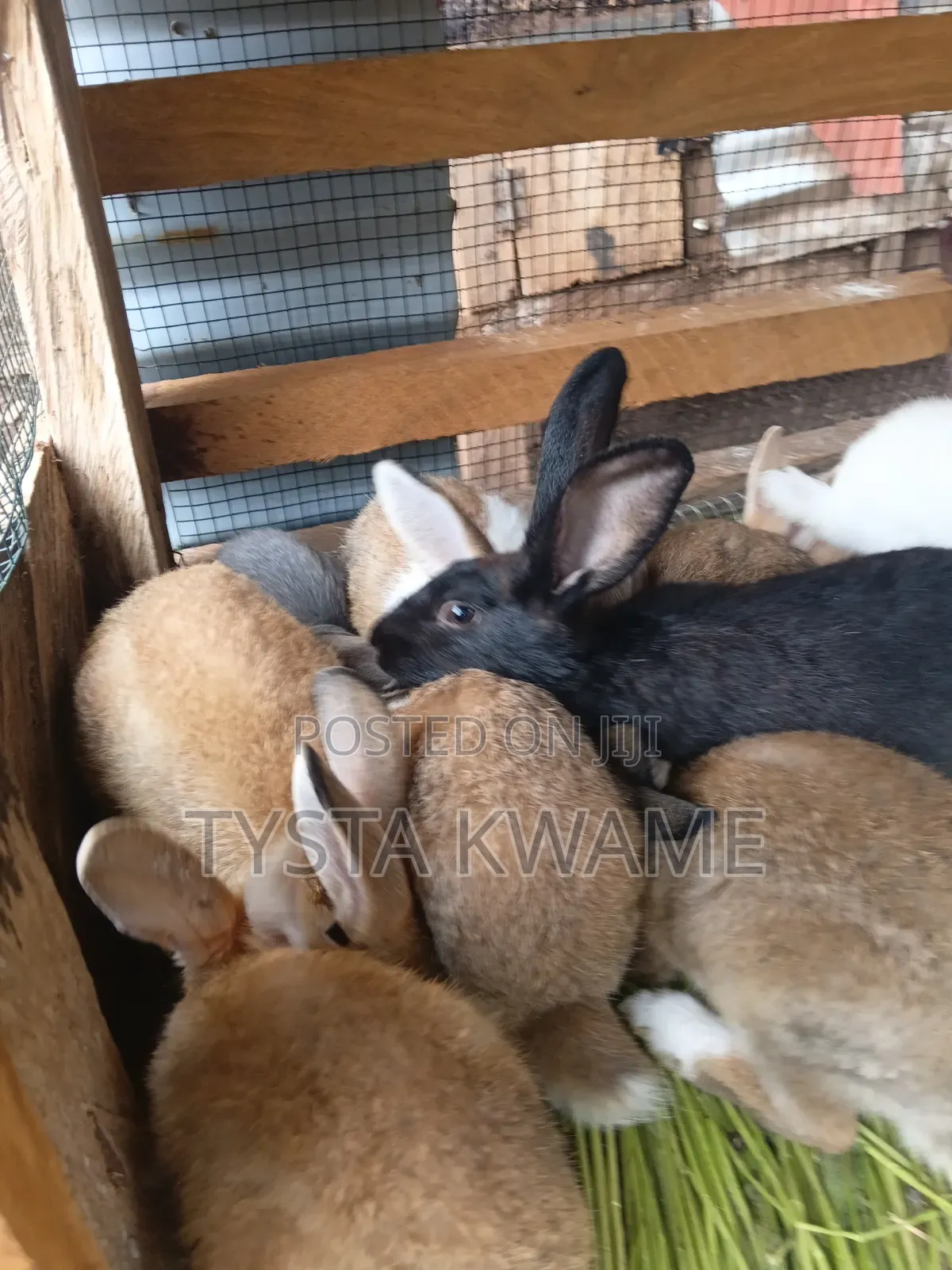 Bunny Haven