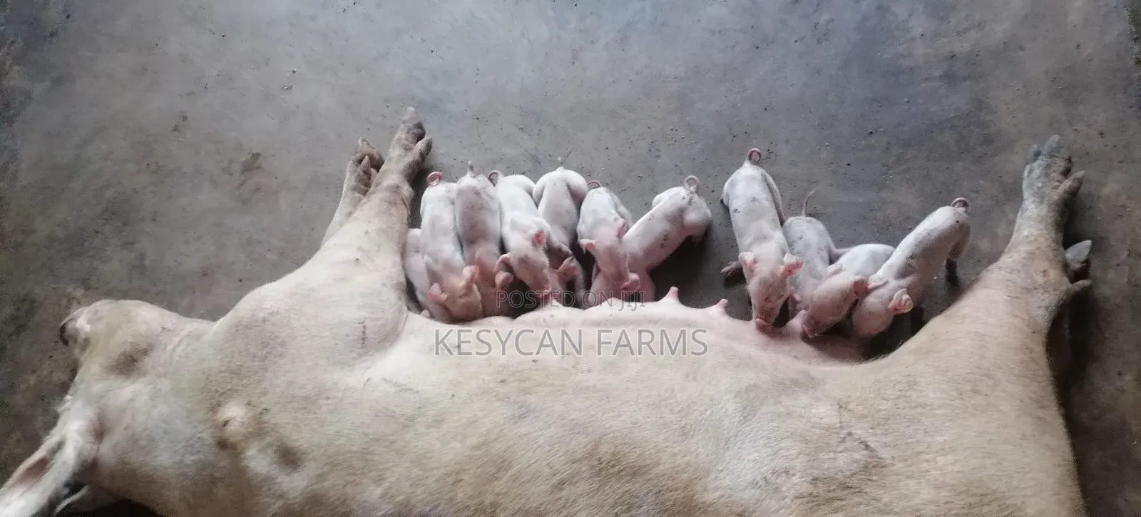 Pigs and Pork